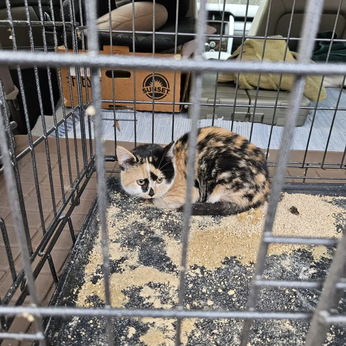 Roxy resting in a crate shortly after being saved