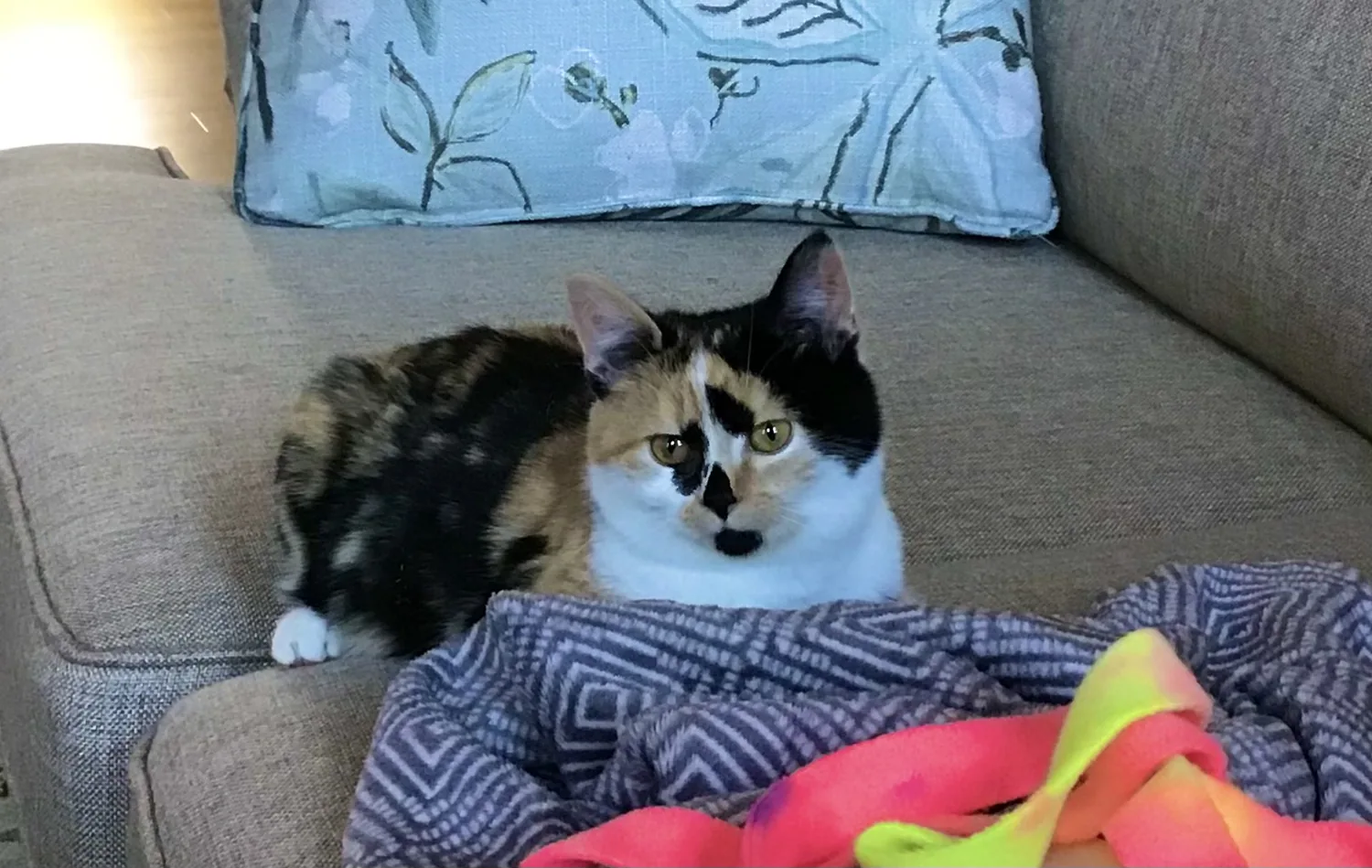 Roxy sitting comfortably on a couch