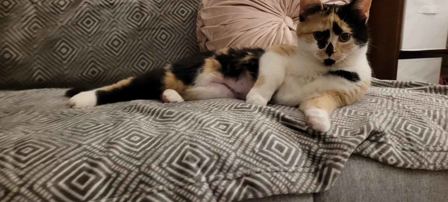 Roxy lounging on a blanket on the couch