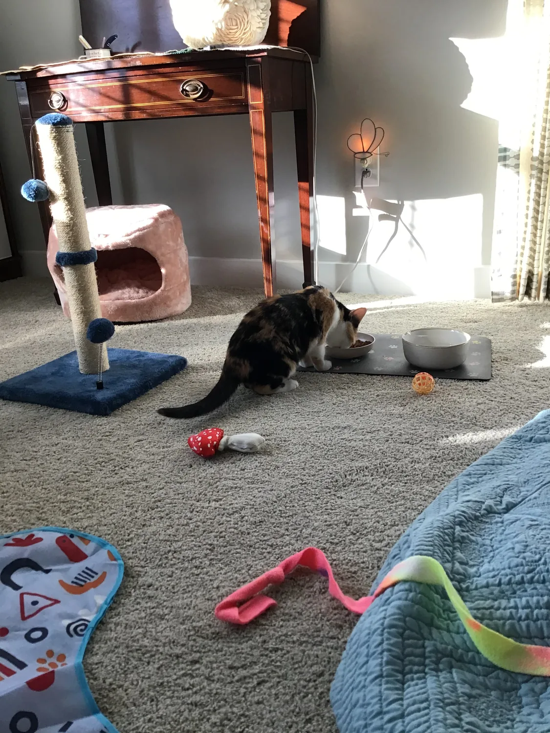 Roxy near toys on the floor