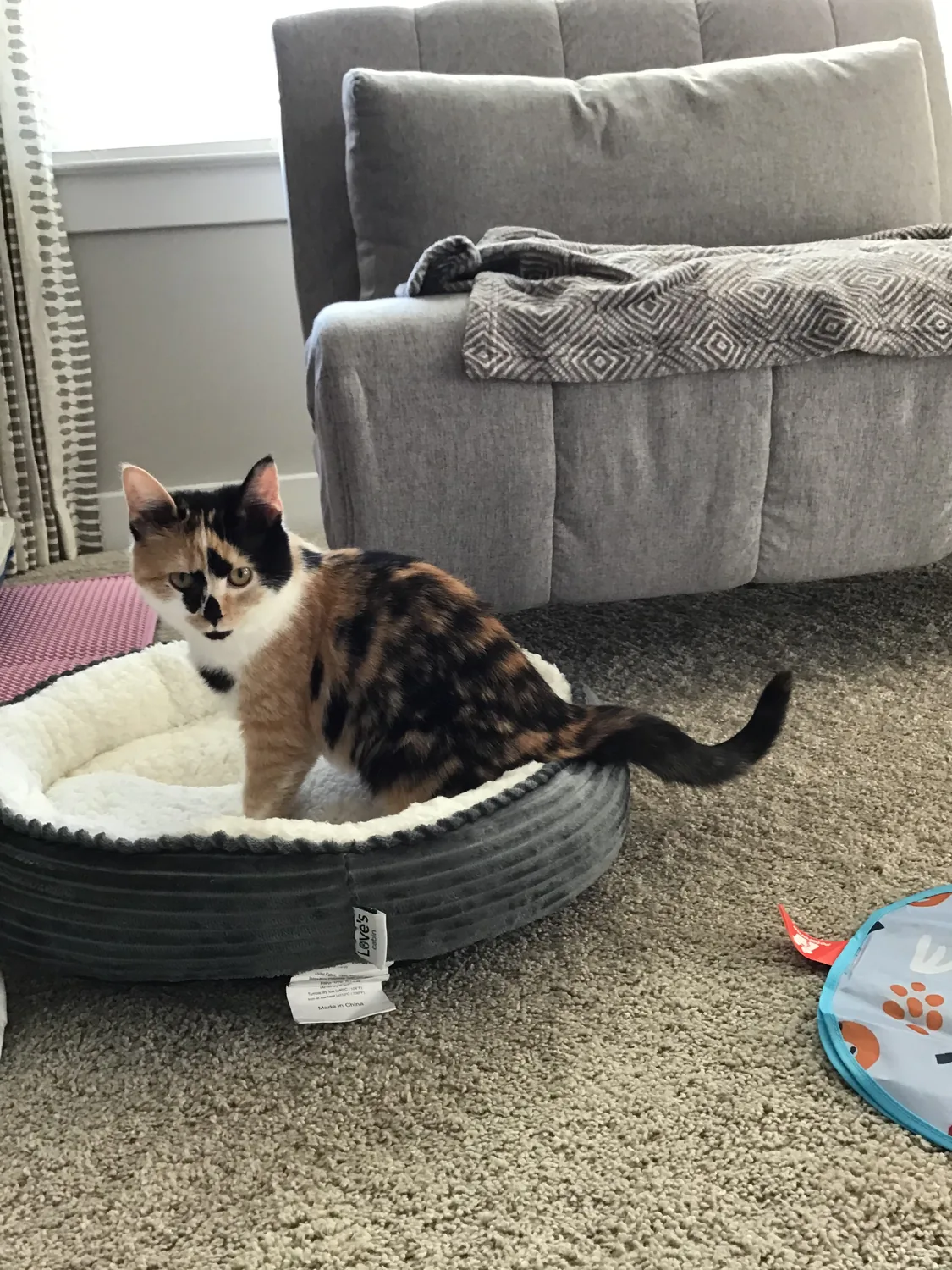 Roxy sitting in a basket near a window