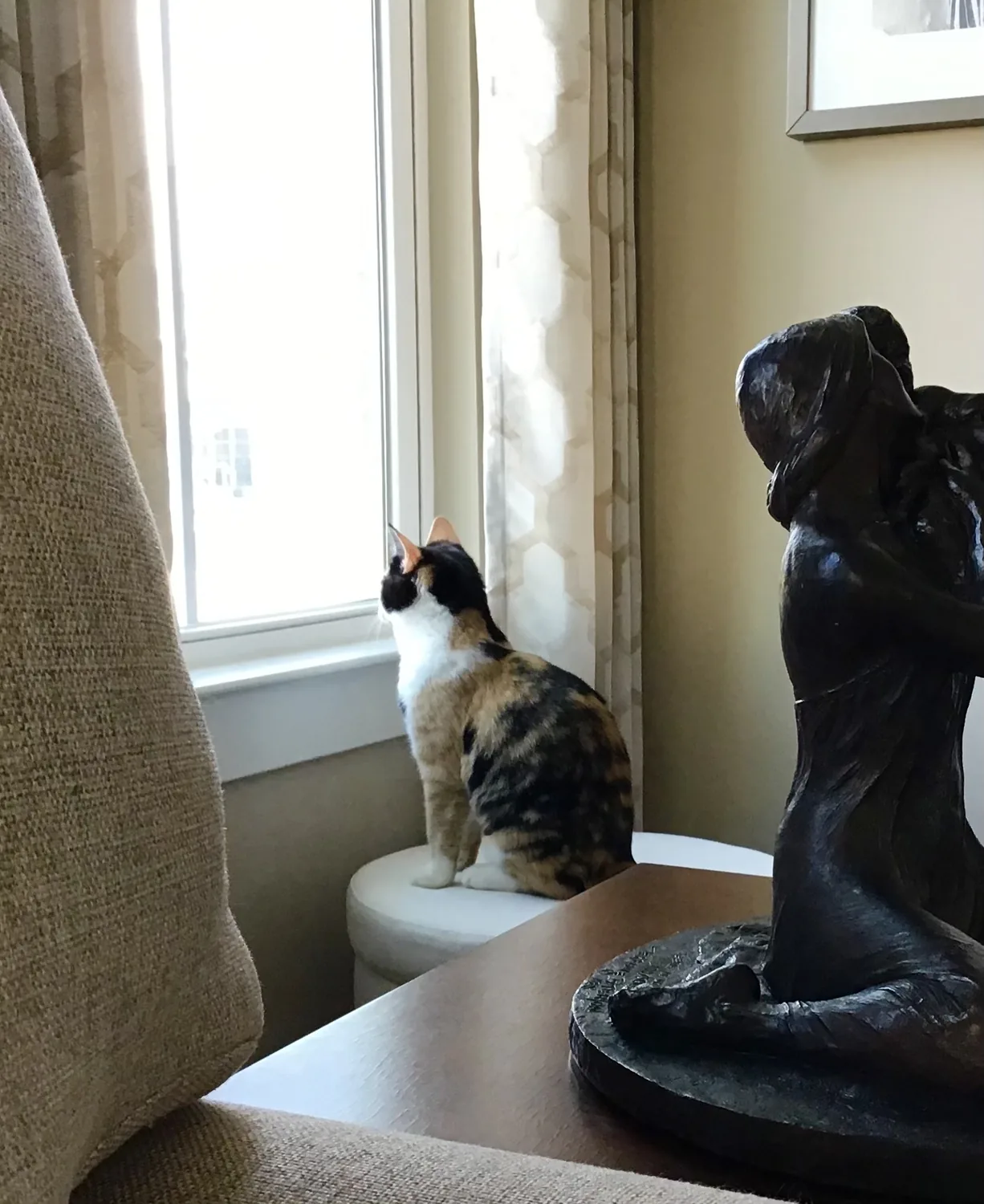 Roxy sitting by the window