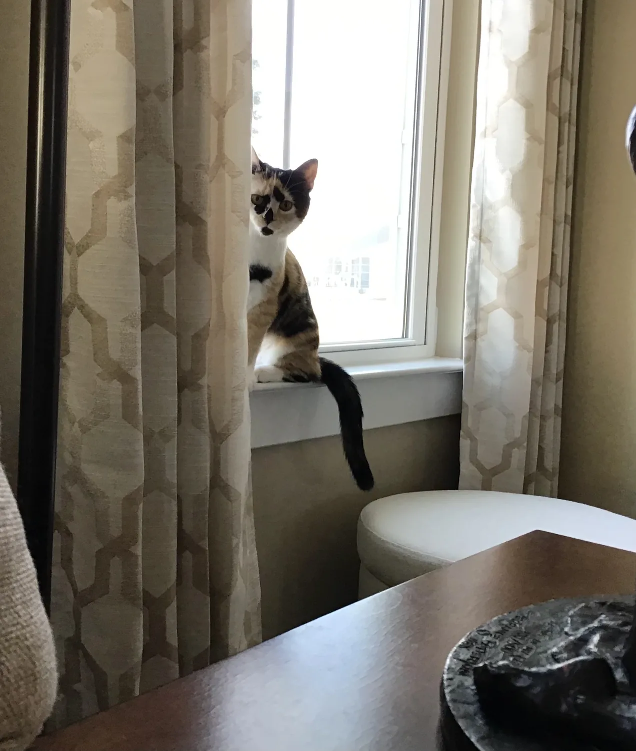 Roxy peeking from beside the curtains