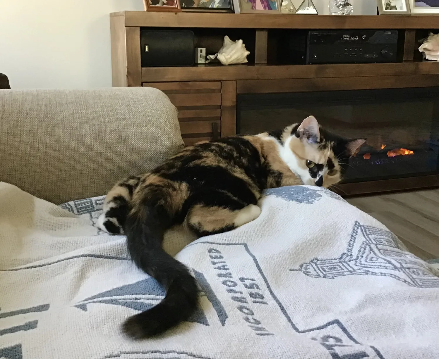 Roxy stretched out on a couch blanket