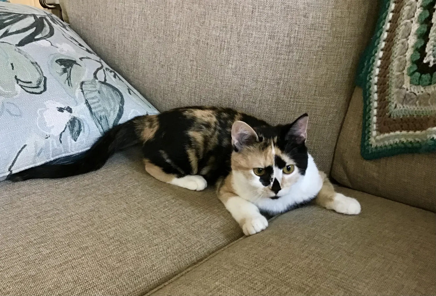 Roxy lying calmly on the couch