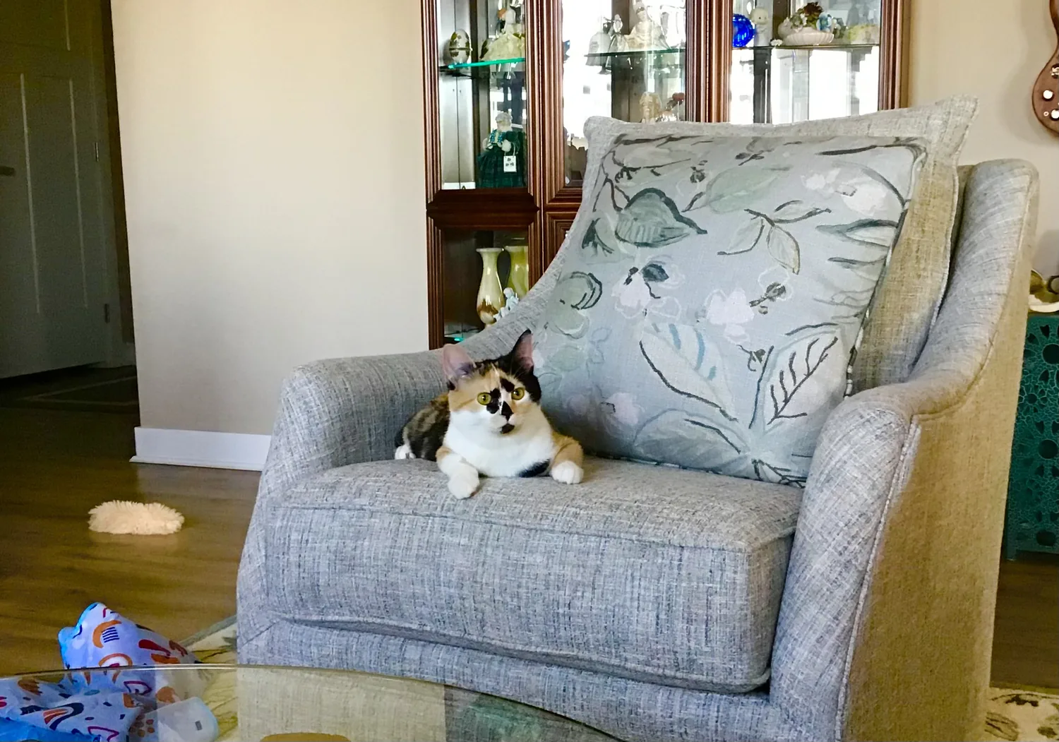 Roxy sitting on a chair