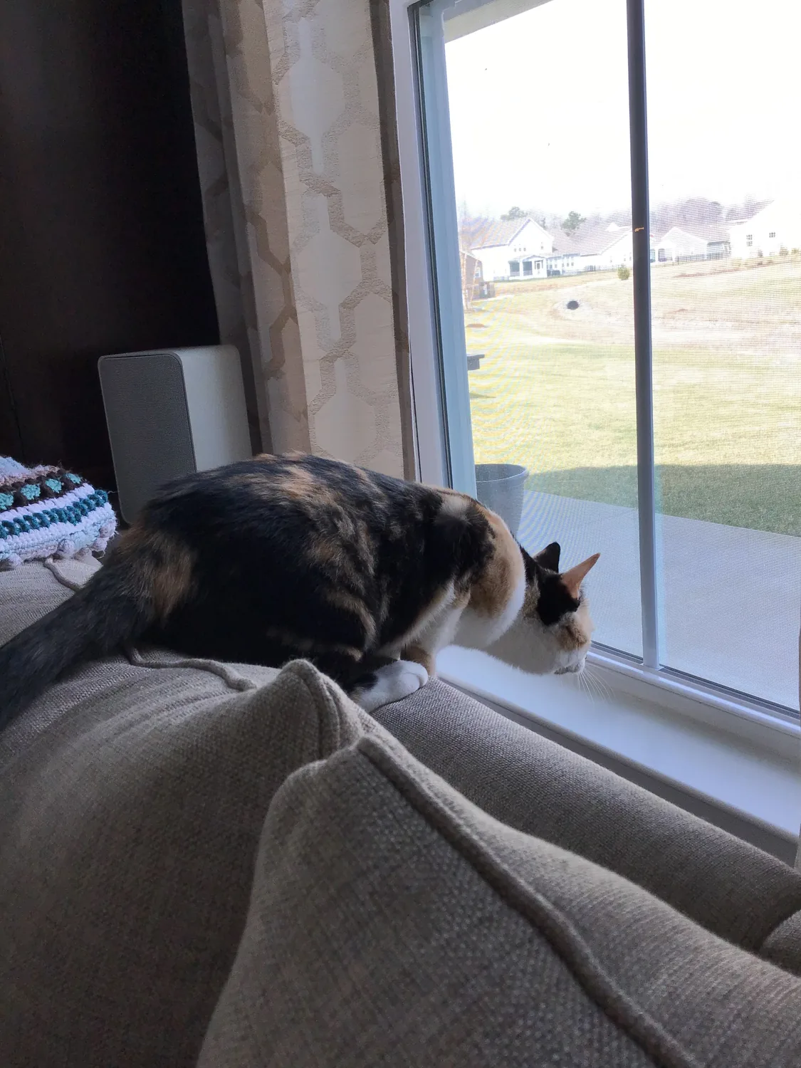 Roxy looking out the window