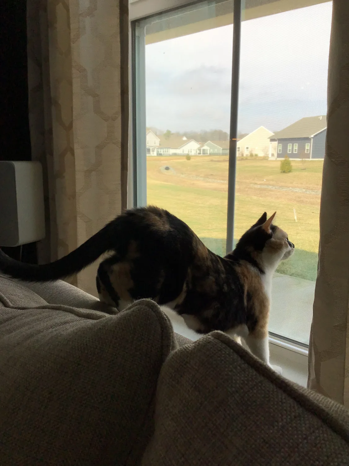 Roxy standing at a window