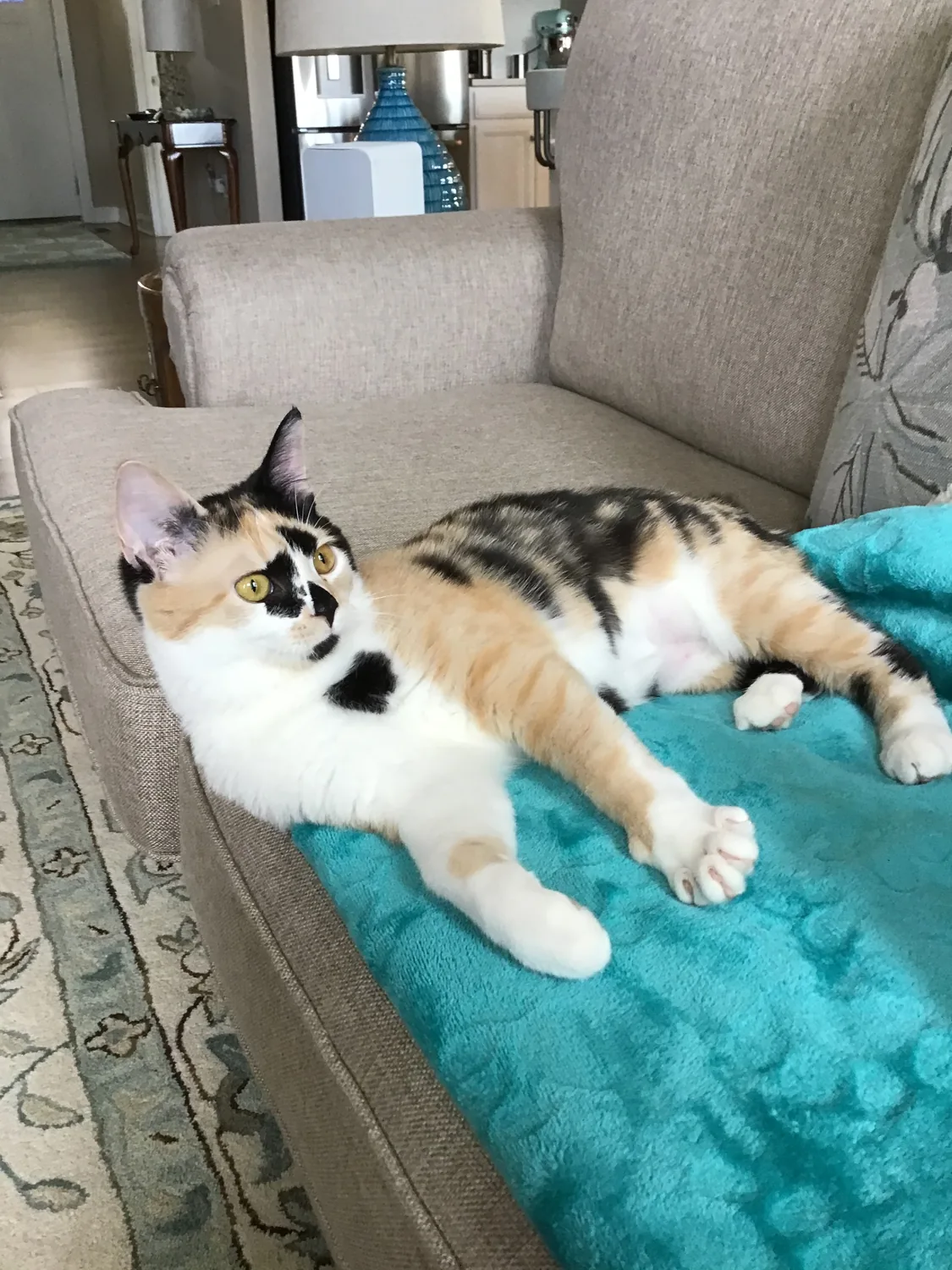 Roxy lying on a turquoise blanket