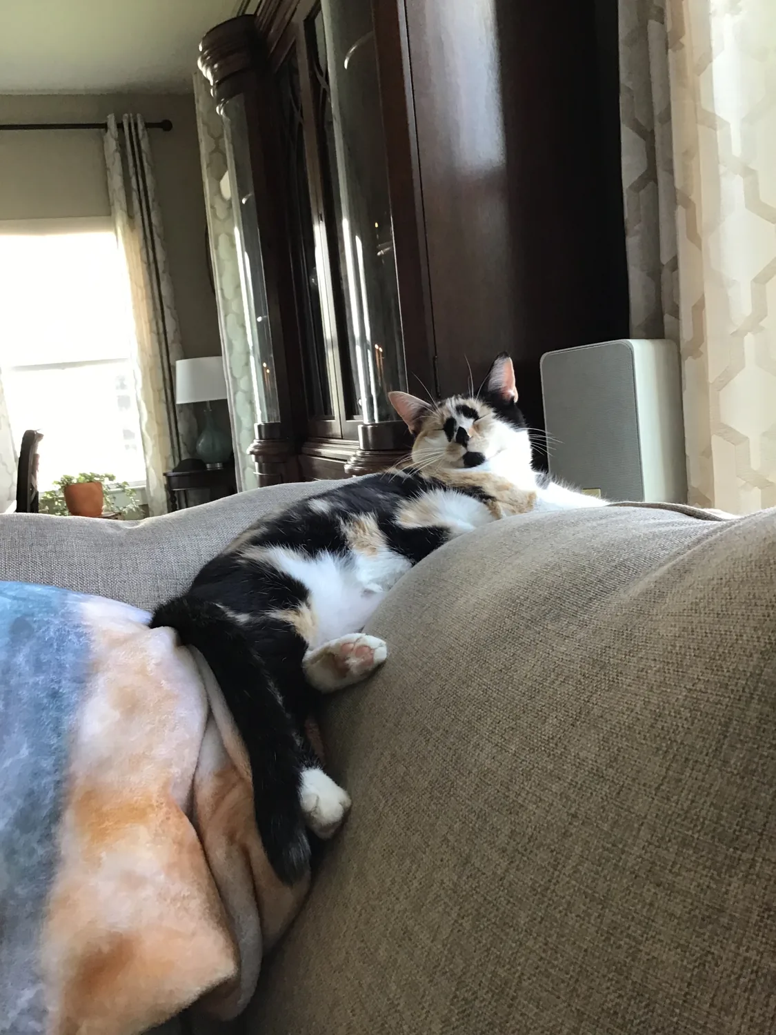 Roxy lounging comfortably on the couch