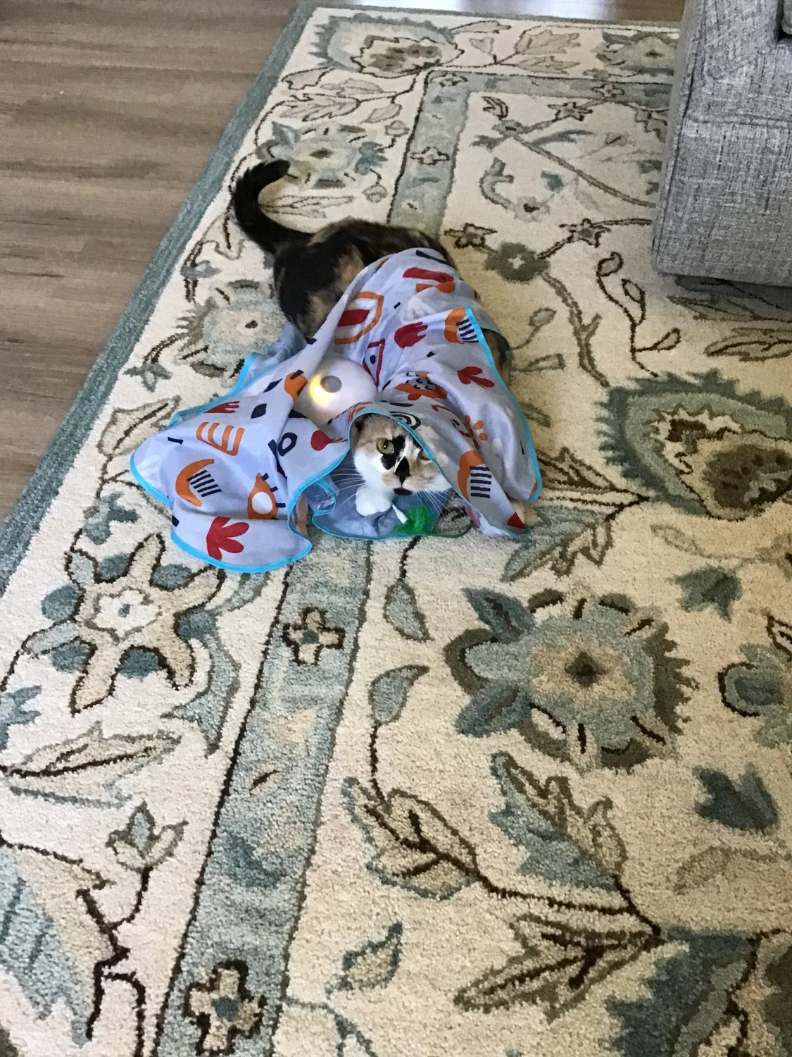 Roxy playing under a colorful toy tunnel