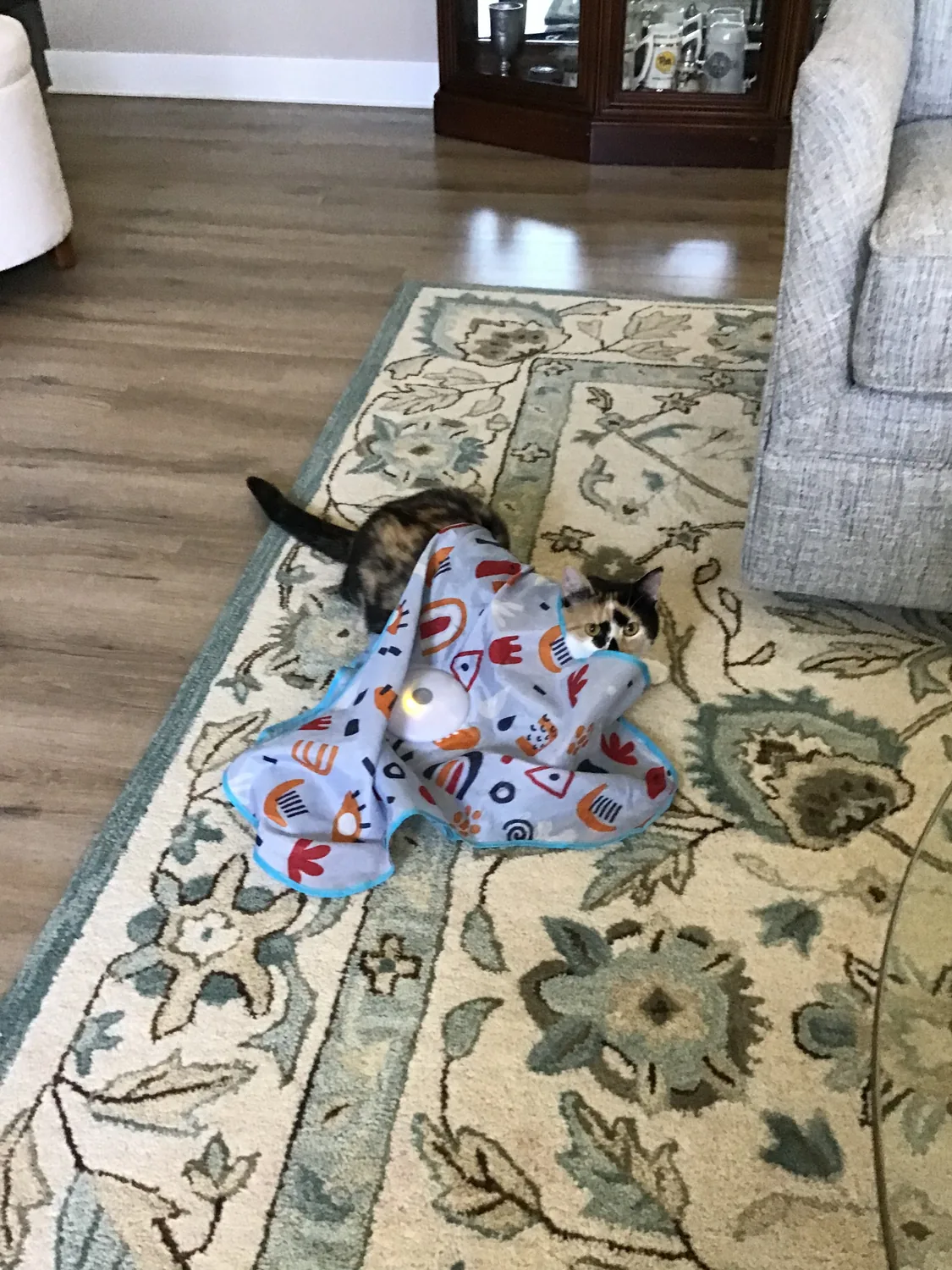 Roxy playing with a toy tunnel on the rug