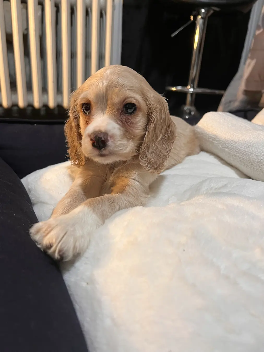 Sadie, tiny & new