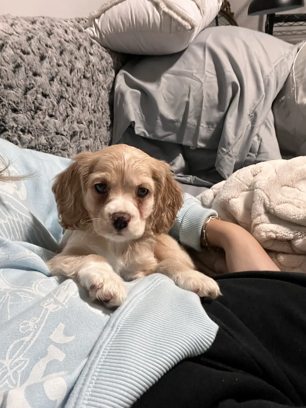 Sadie, hello world