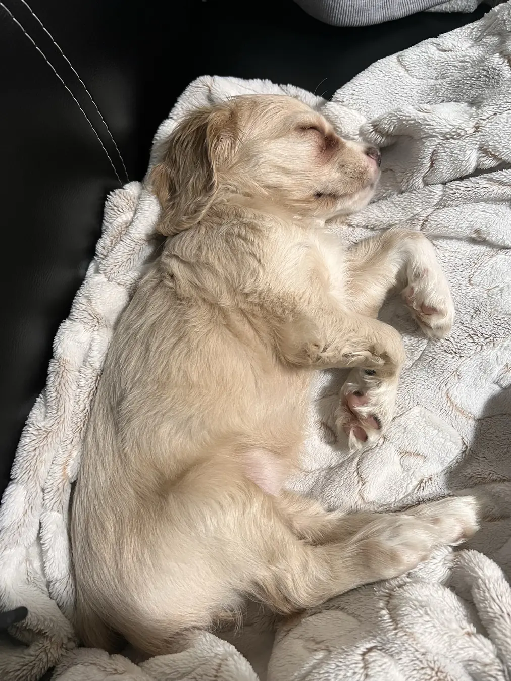 Sadie, belly up