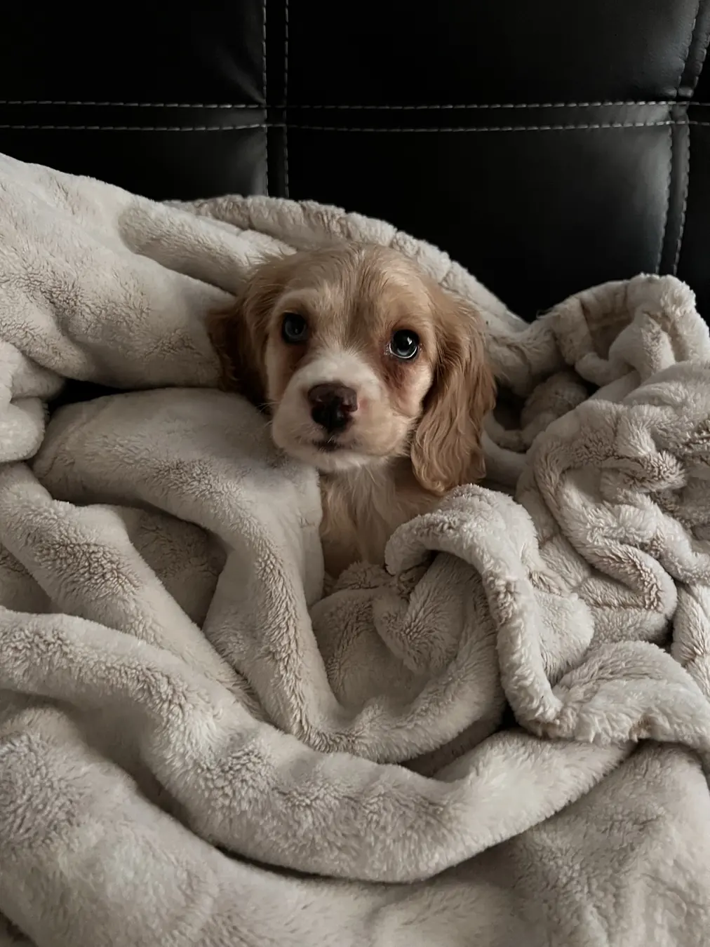 Sadie, blanket burrito