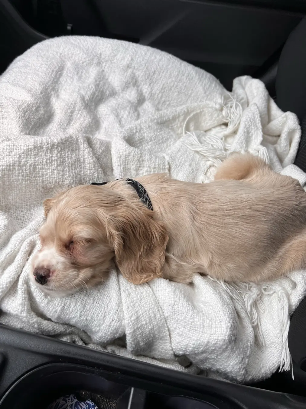 Sadie, sleepy ears