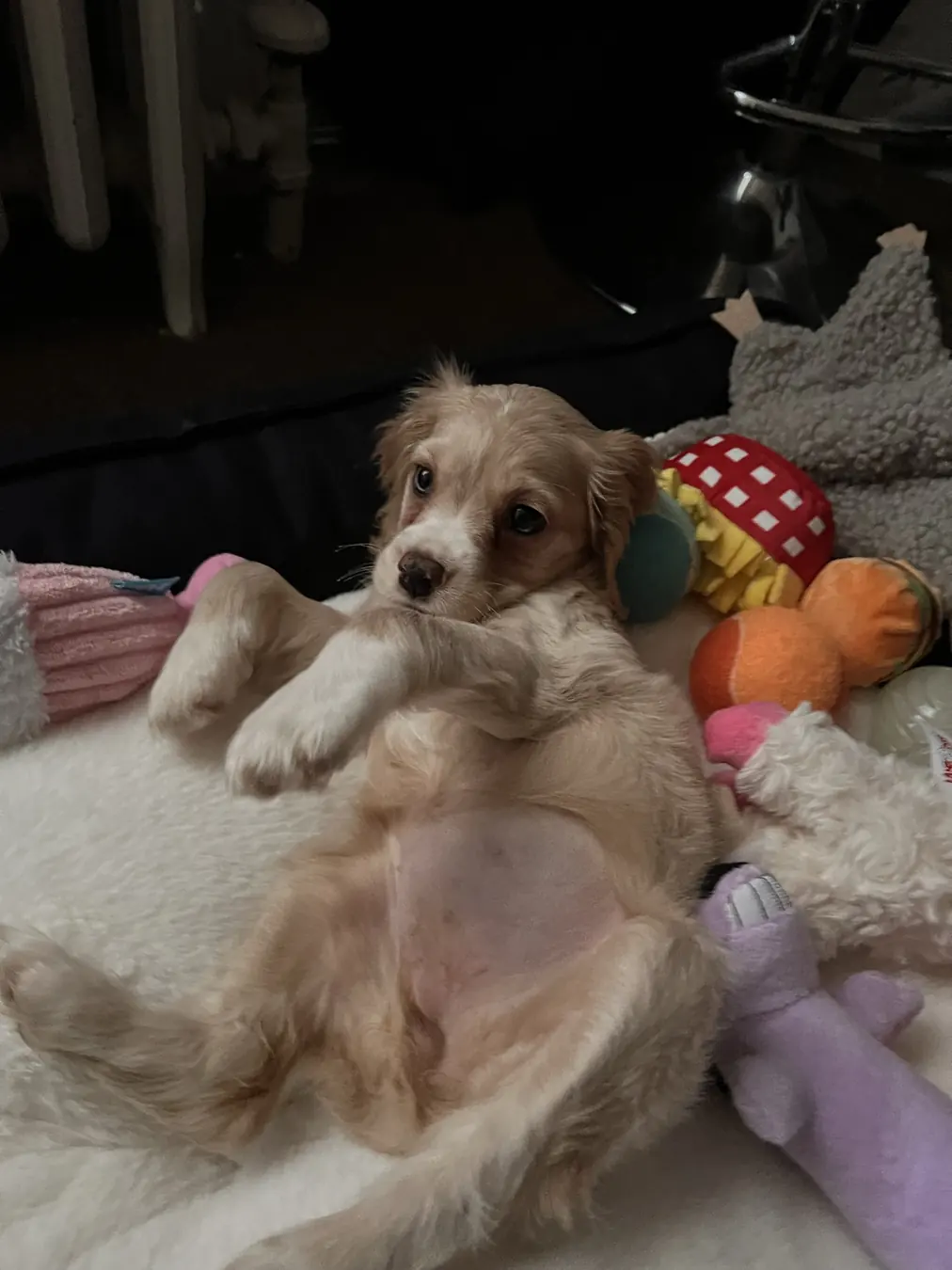 Sadie, toy patrol