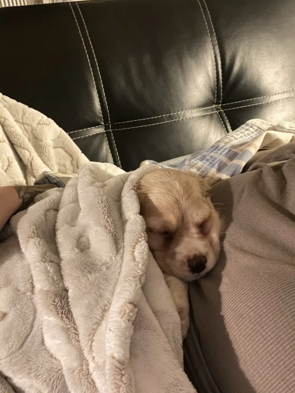 Sadie, nap o'clock