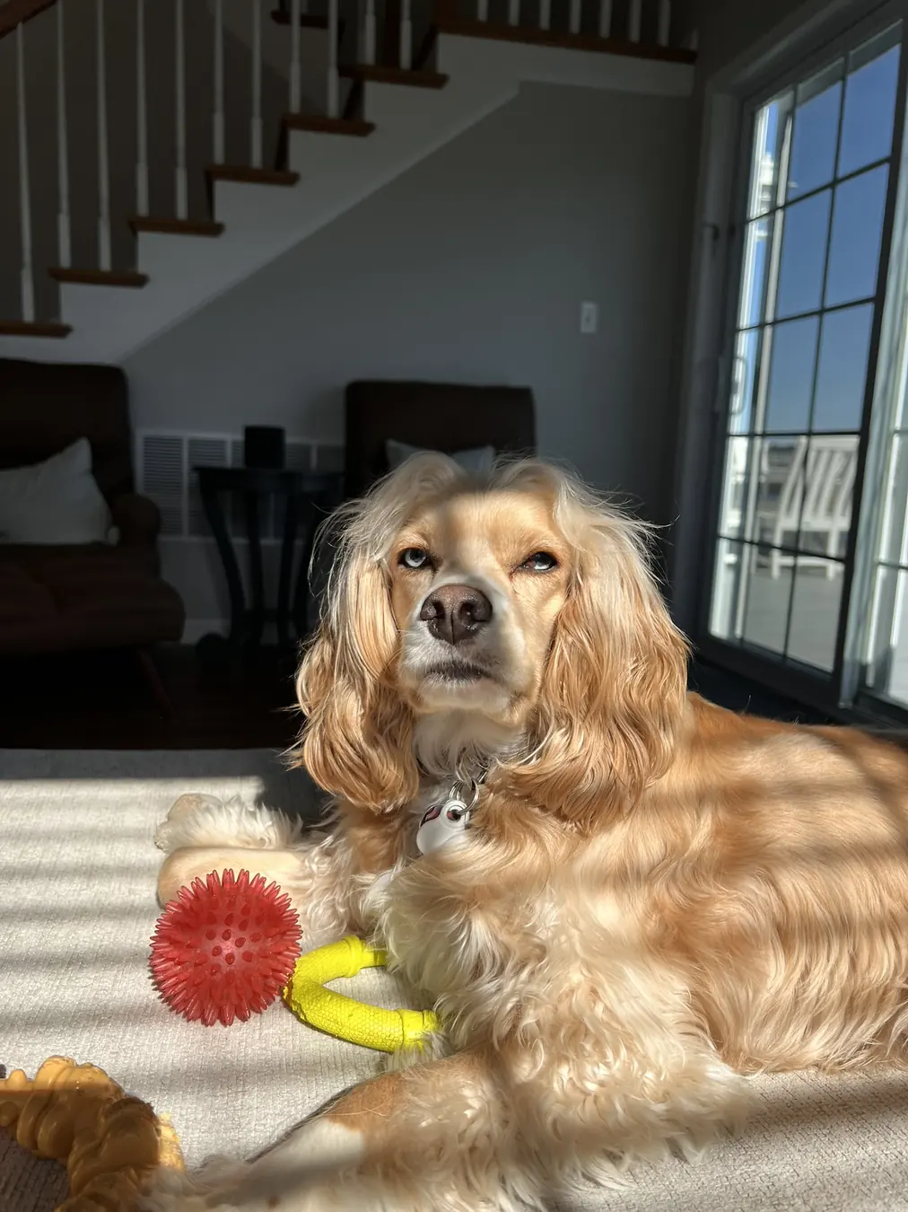 Sadie, sunbeam & ball