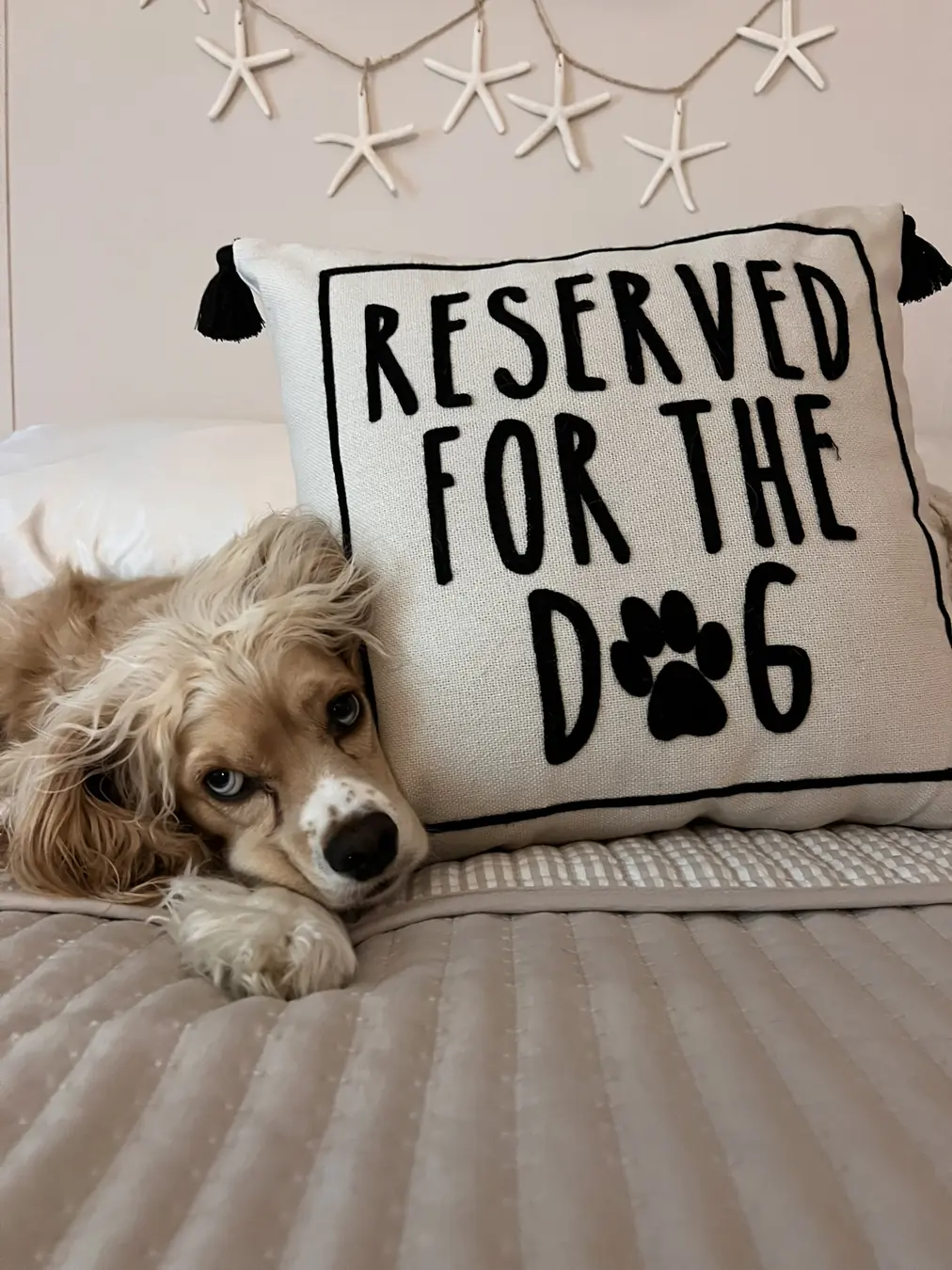 Sadie, reserved for the dog