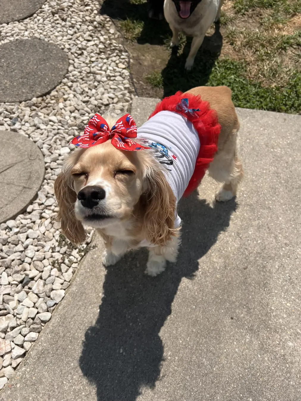 Sadie, stars & bows