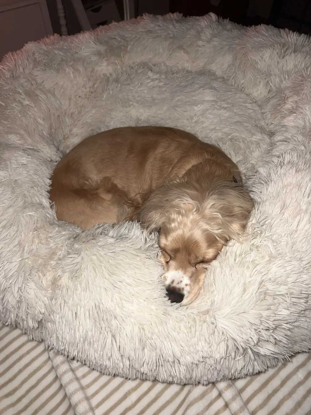 Sadie, donut bed