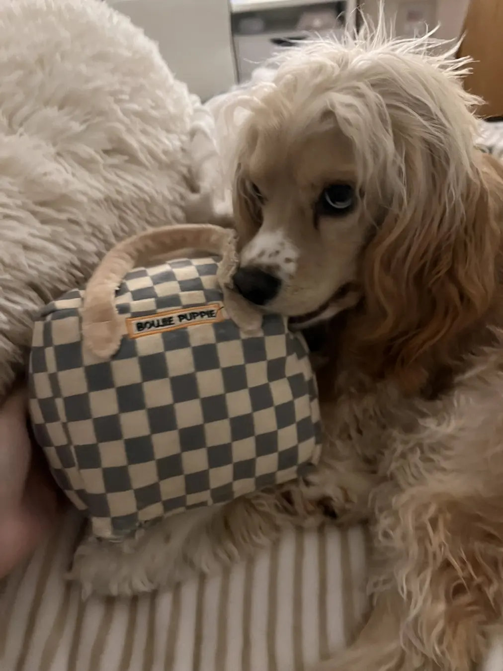 Sadie, snuggle buddy