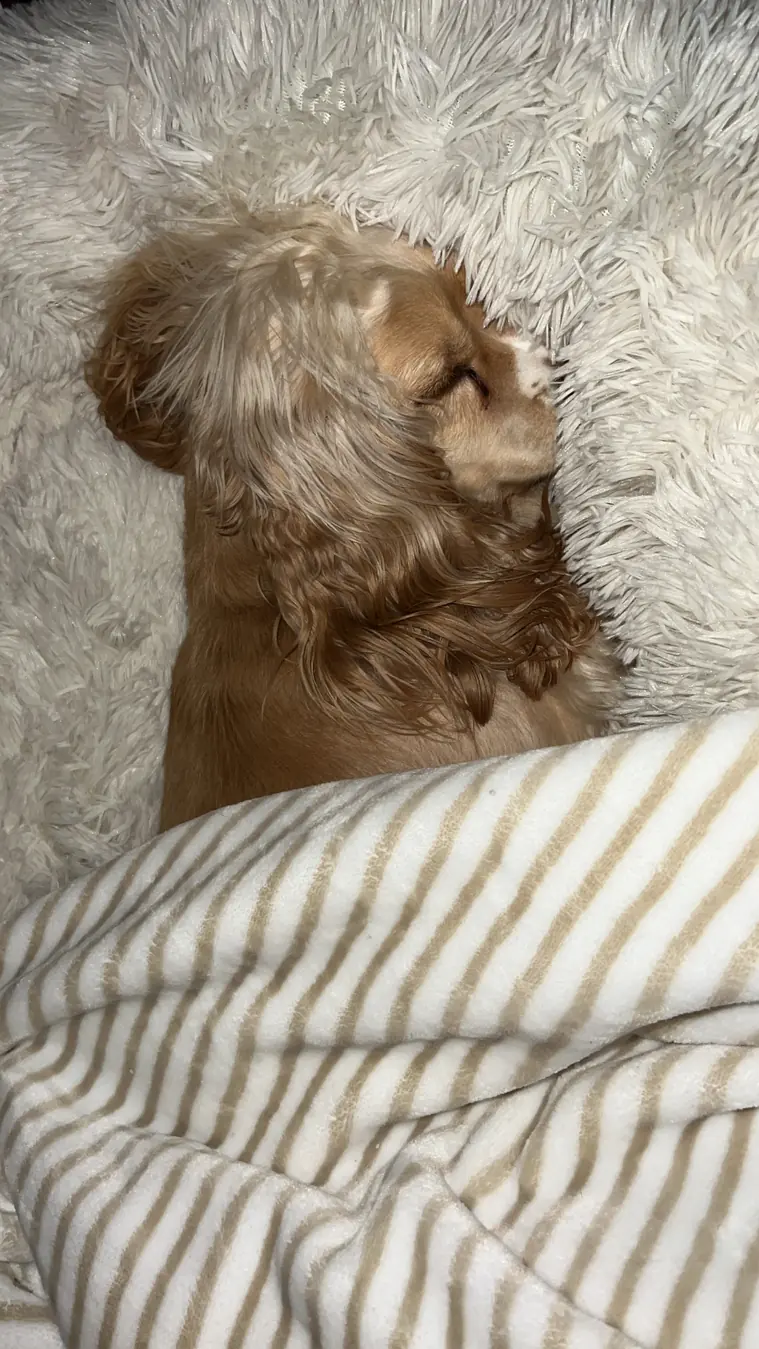 Sadie, blanket fort