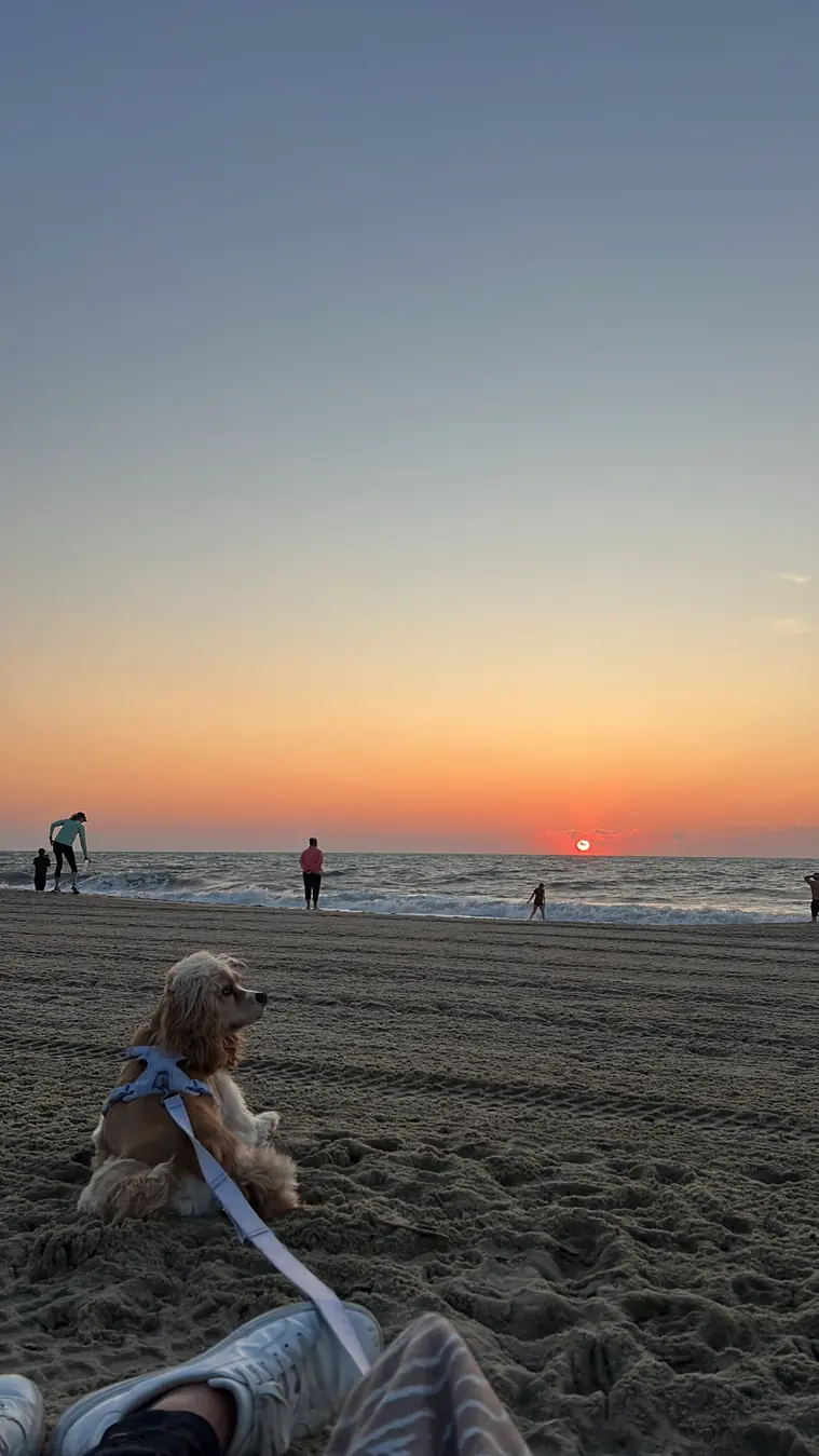 Sadie, beach sunset
