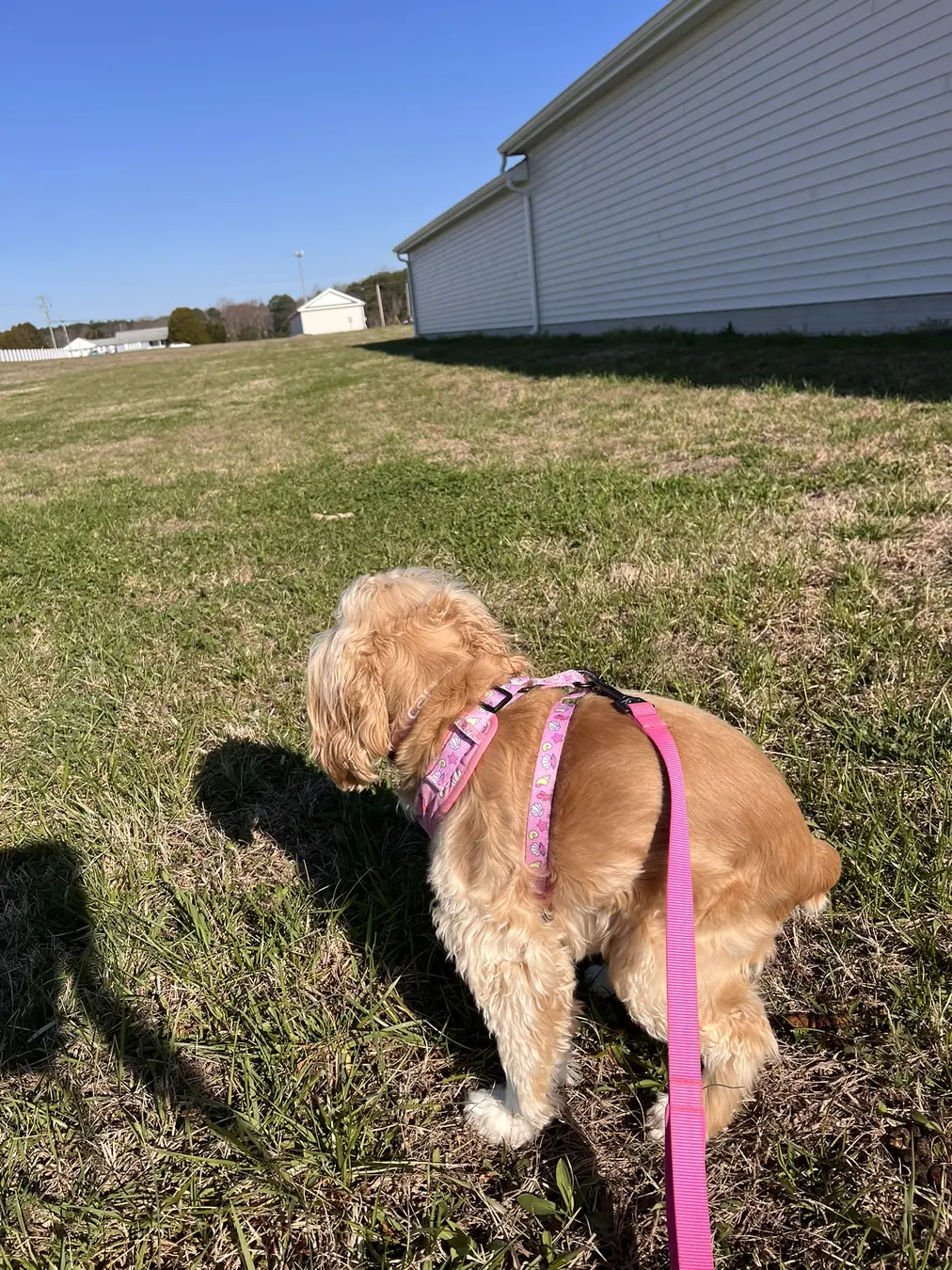 Sadie, spring stroll