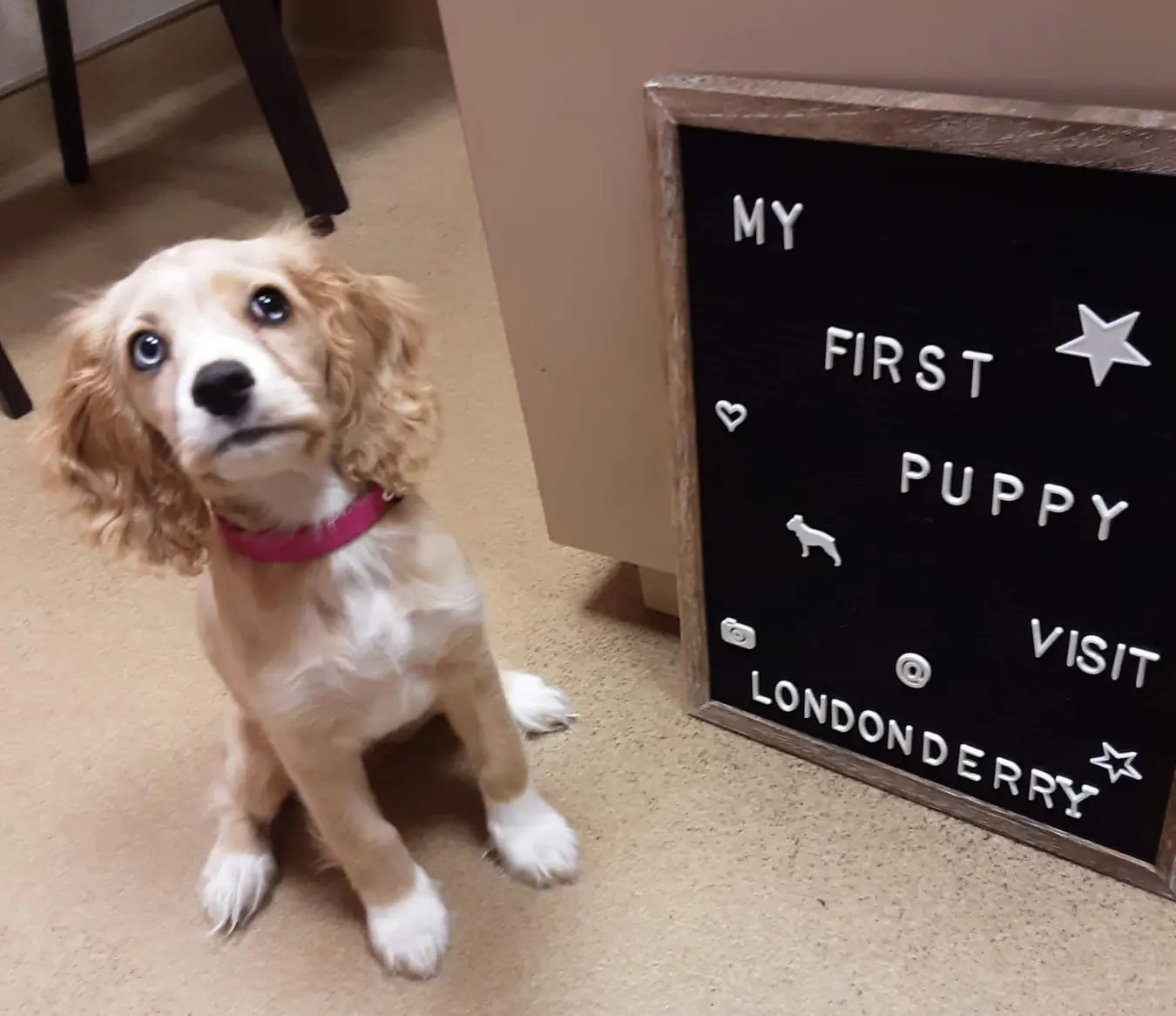 Sadie, first vet visit