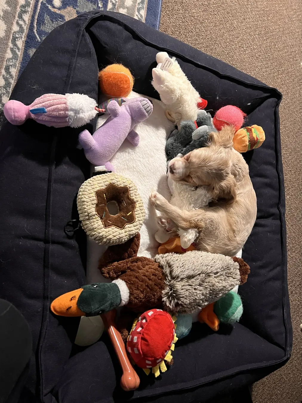 Sadie, toy collector