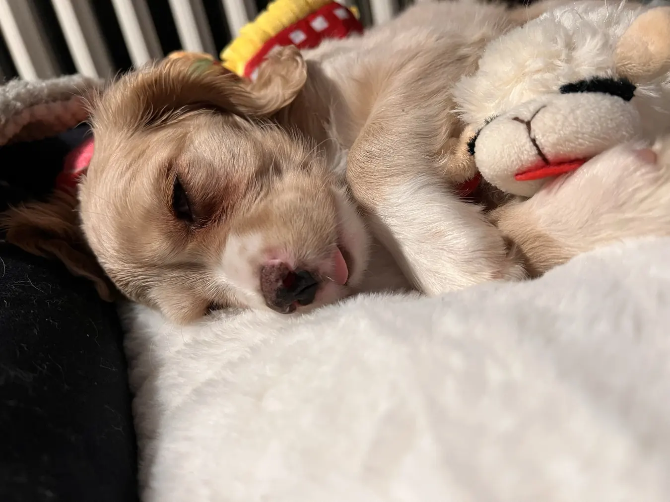 Sadie, snuggle pile