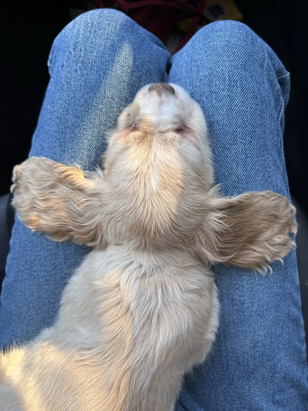 Sadie, belly rubs