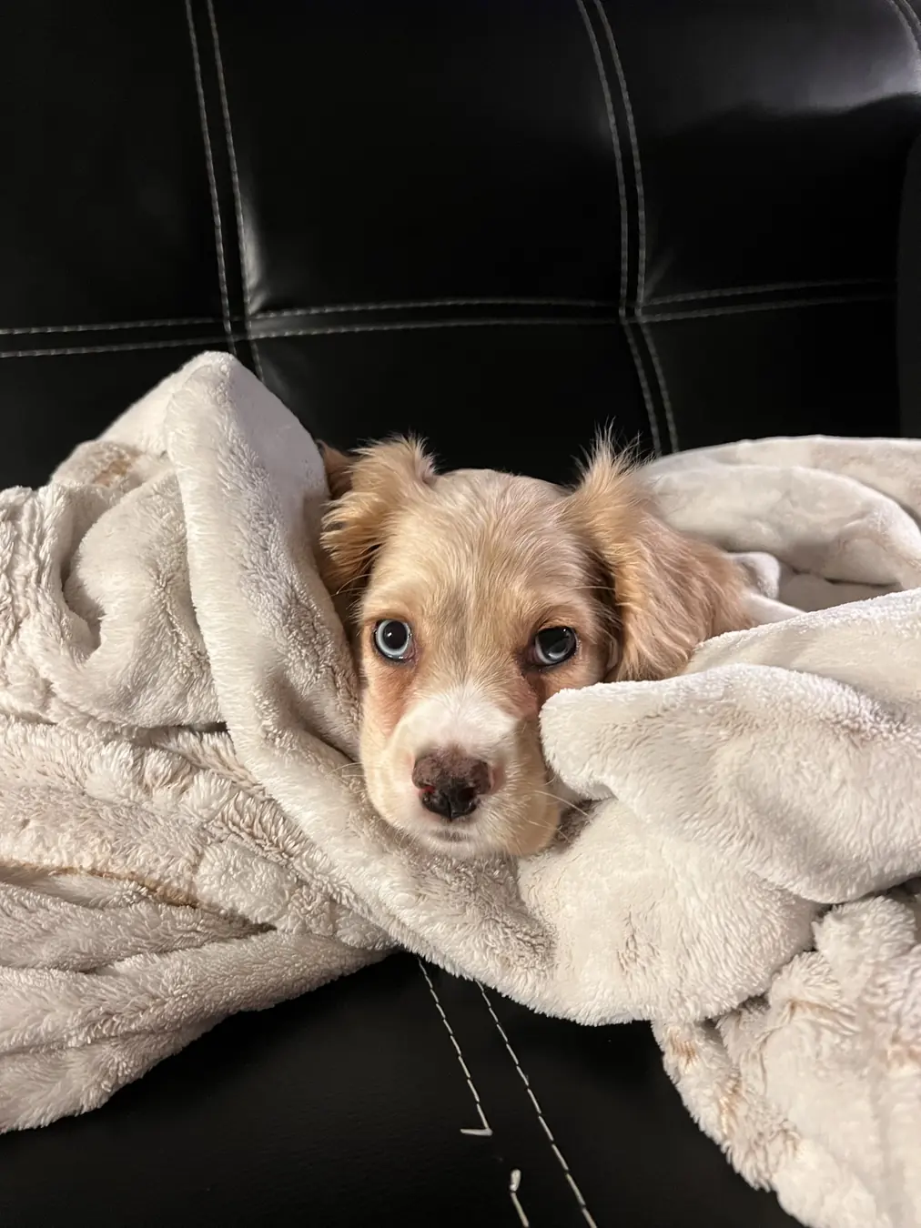 Sadie, blanket peek