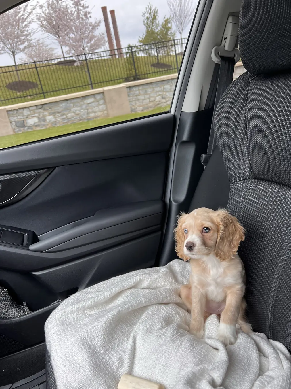 Sadie, car blanket