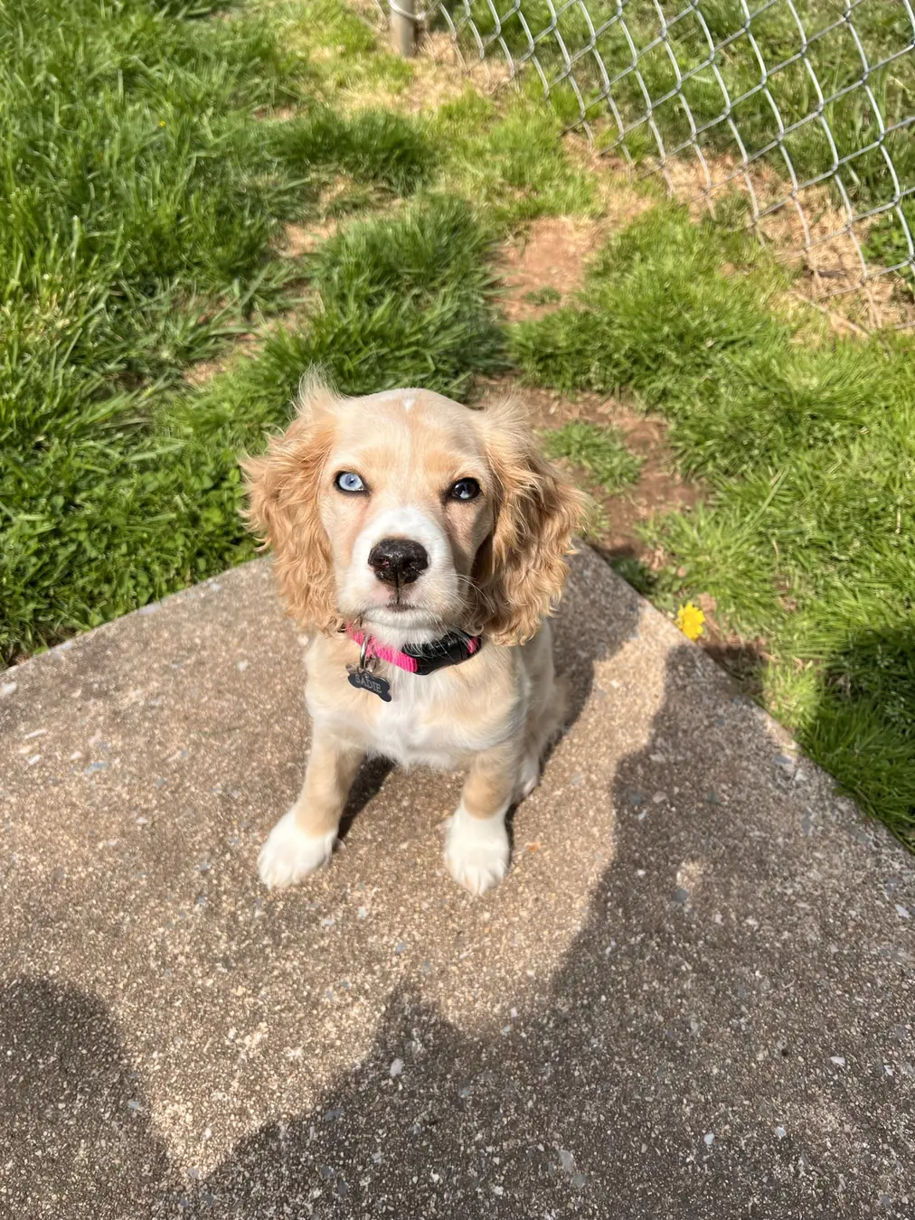 Sadie, spring sit