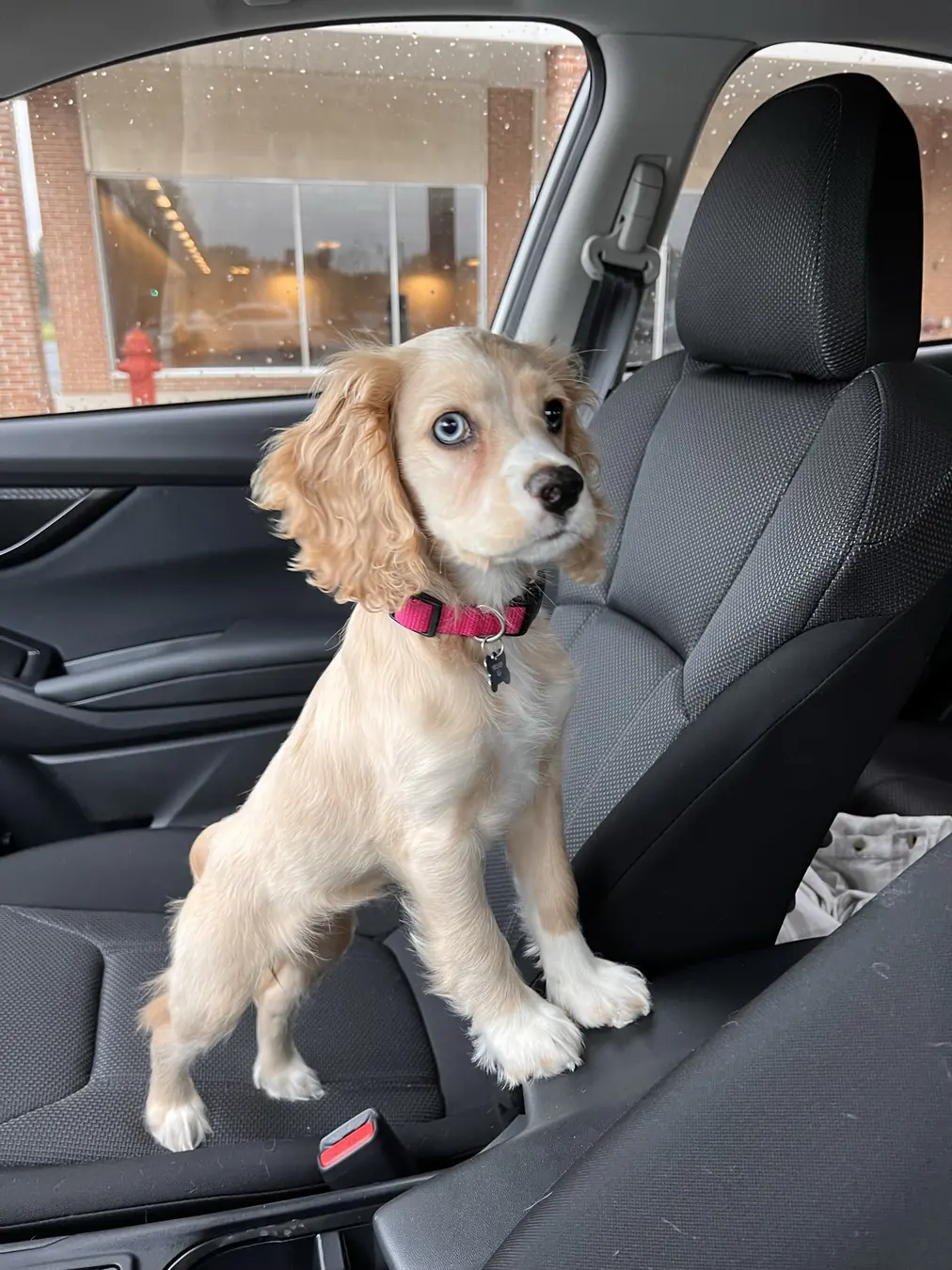 Sadie, ready to go