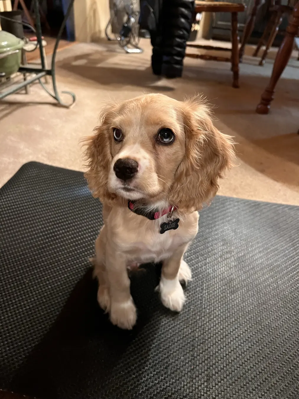 Sadie, puppy eyes
