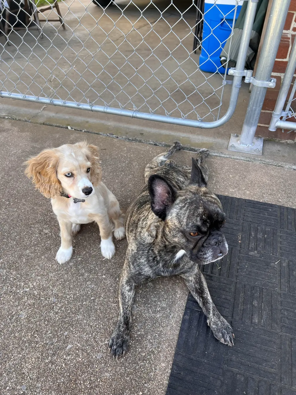 Sadie, made a friend