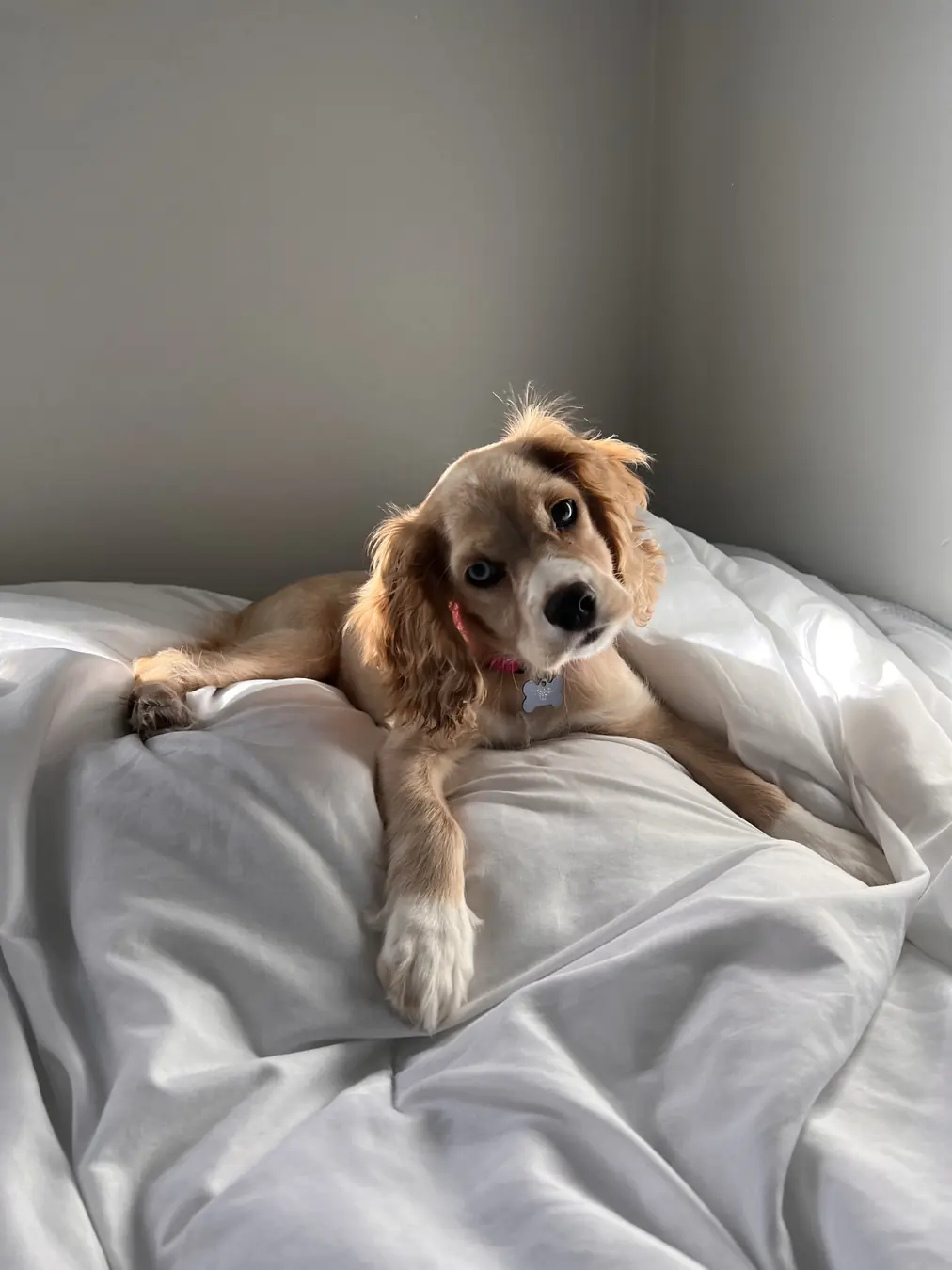 Sadie, bed lounger