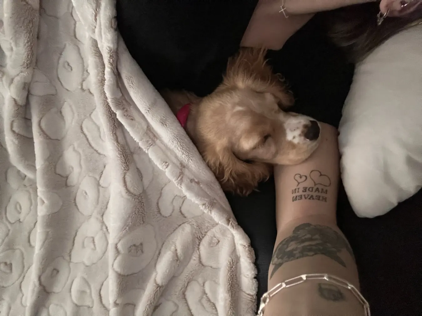 Sadie, snooze buddy