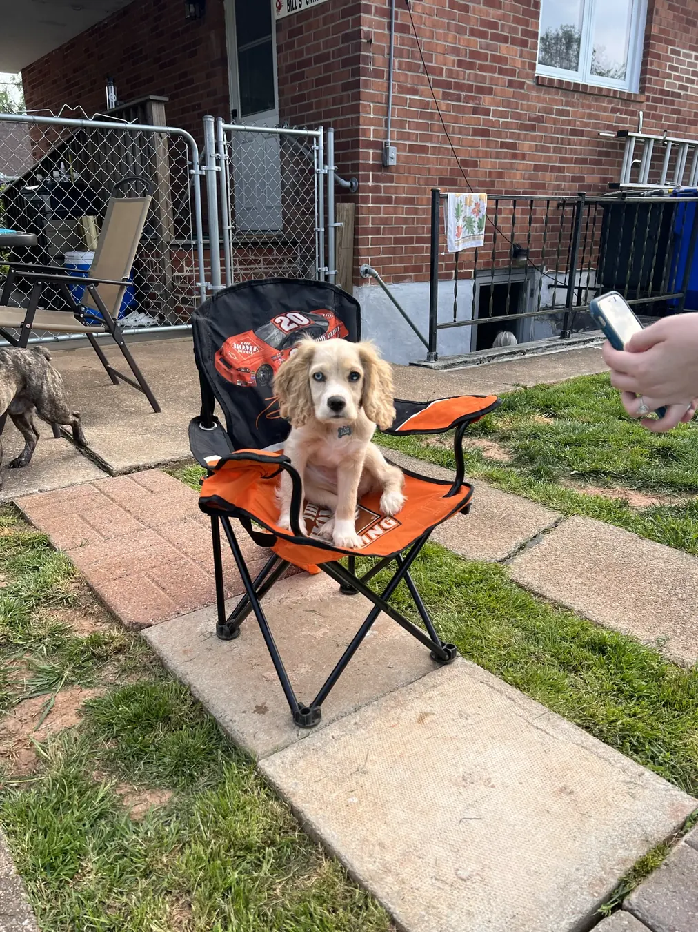 Sadie, chair claimed