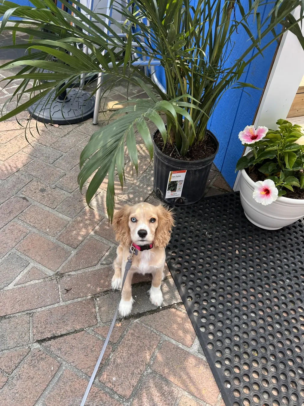 Sadie, porch explorer