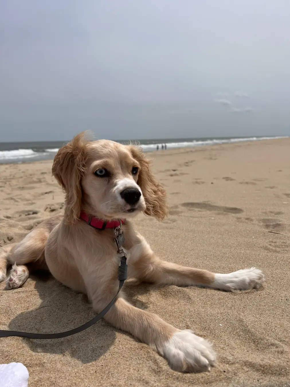 Sadie, sandy paws