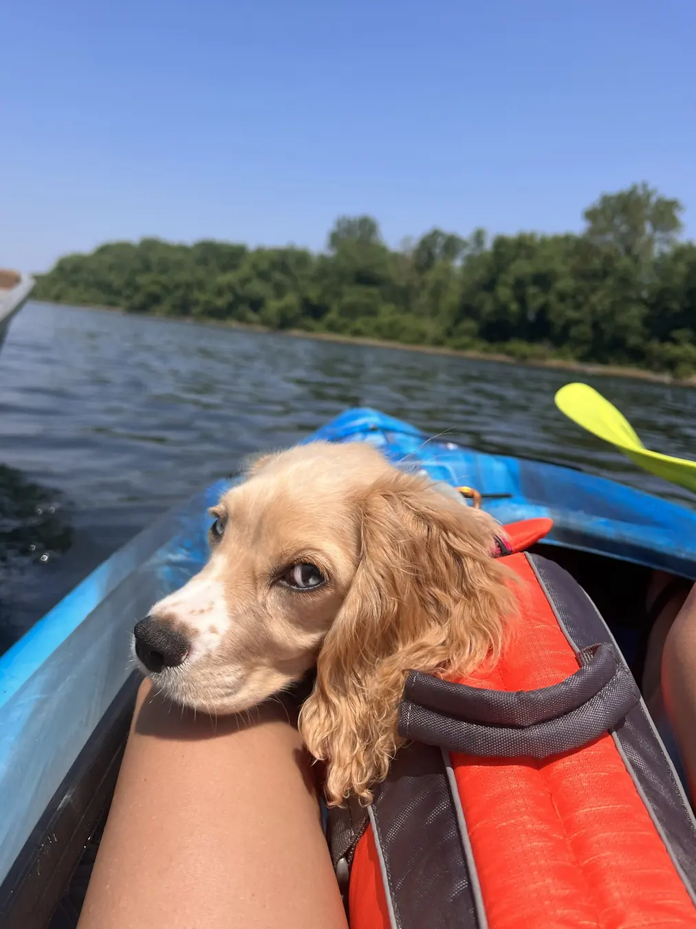 Sadie, kayak first mate