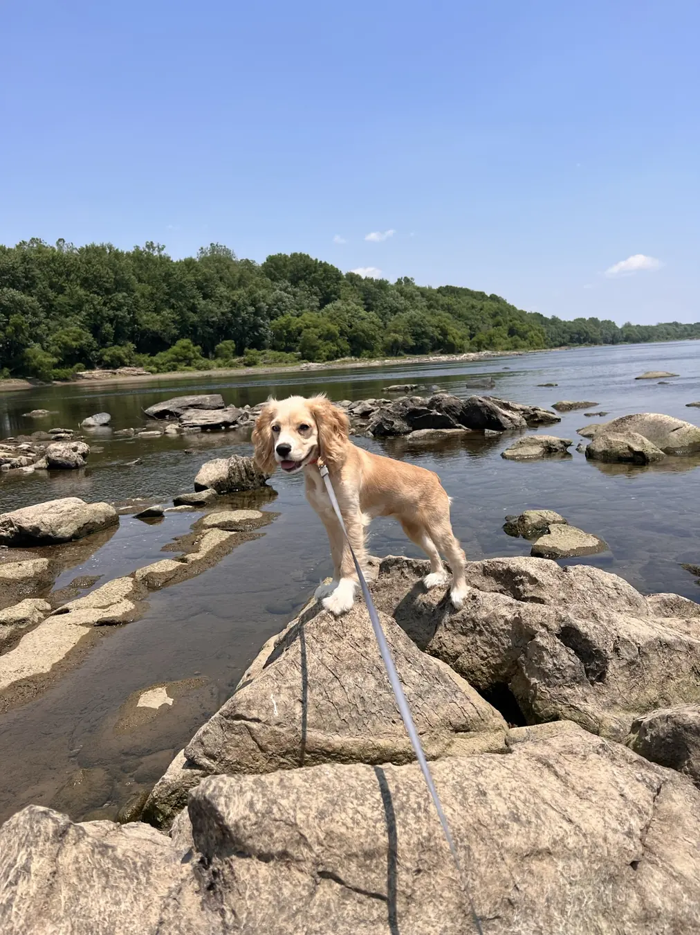 Sadie, river rocks