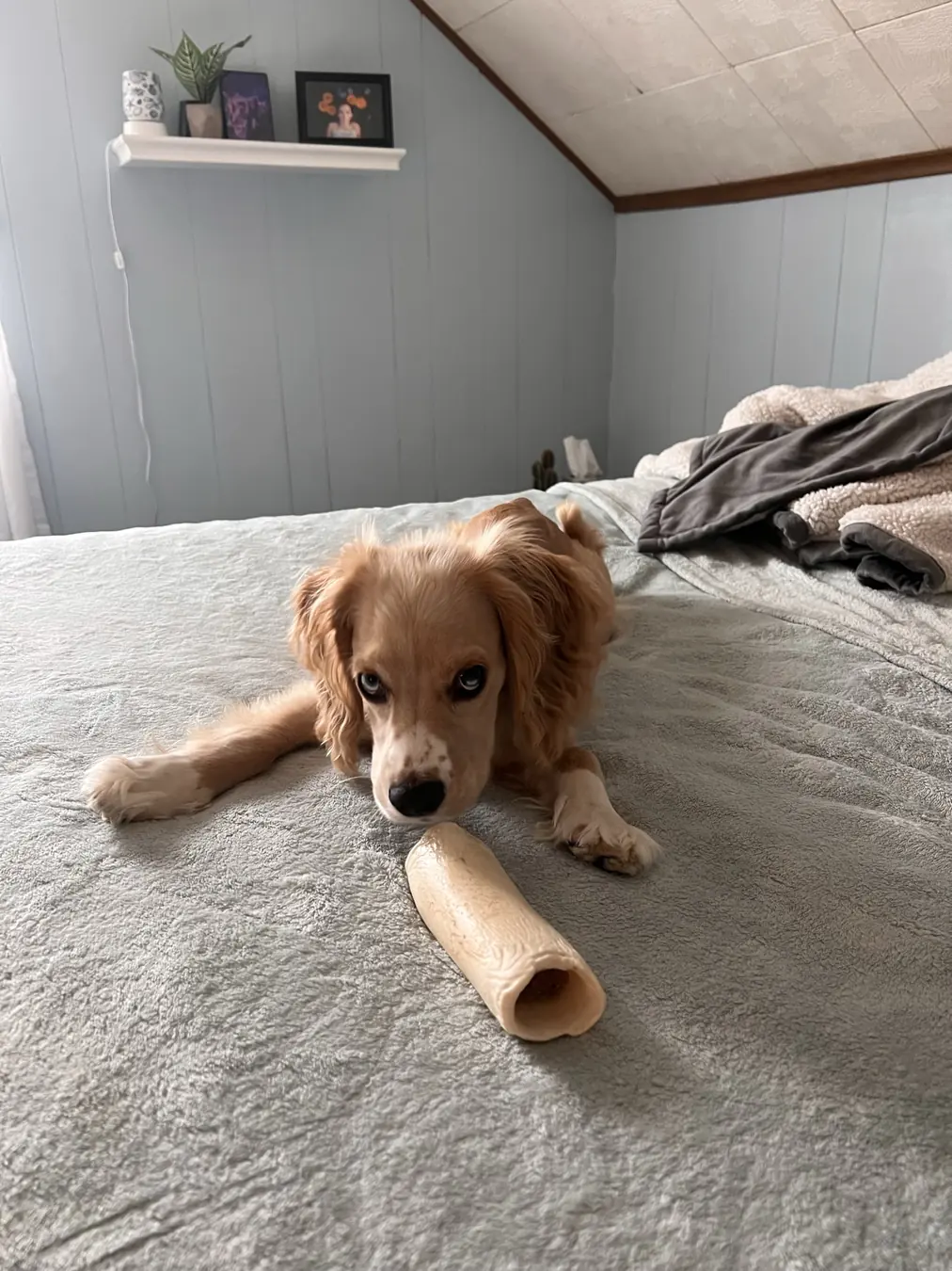 Sadie, lazy morning