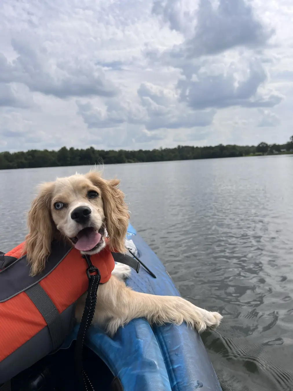 Sadie, life vest ready